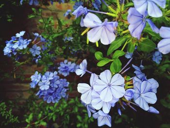 Close-up of purple flowers blooming