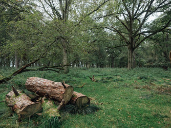 Trees on field in forest