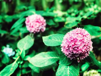 Close-up of pink flowering plant