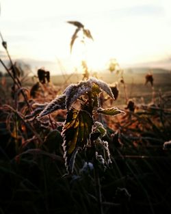 Close-up of plant growing on field at sunset