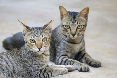 Portrait of tabby cat