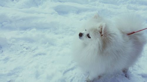 High angle view of white pomeranian on snow covered field