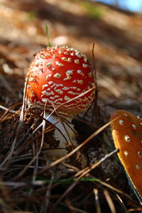 Close-up of mushroom growing on field