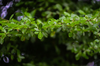 Close-up of leaves