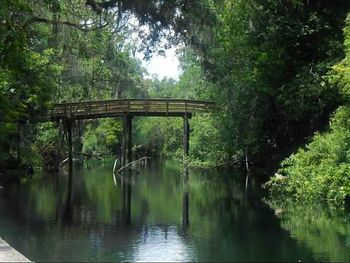 Reflection of trees in river