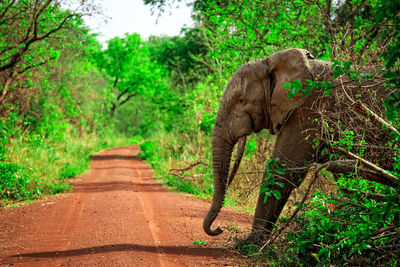 View of elephant walking on road