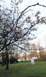 Bare trees growing on field