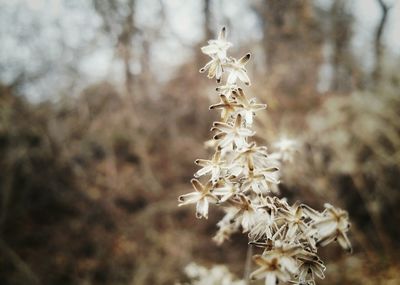 Close-up of wilted plant