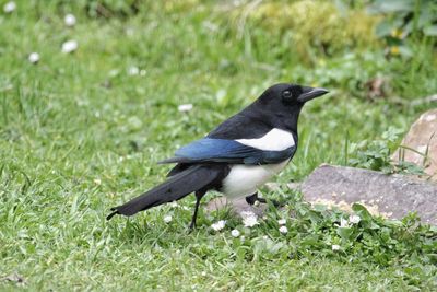 Bird on grassy field