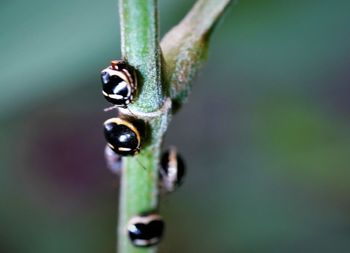 Close-up of insect on plant