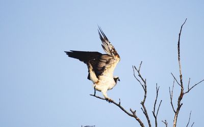 Low angle view of eagle flying against clear sky