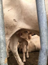 Close-up of cow