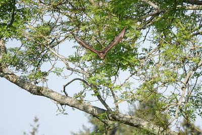 Low angle view of bird on branch