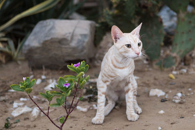 Cat looking away