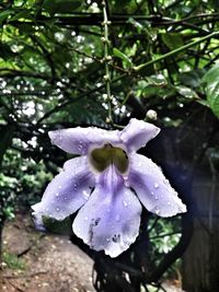 Close-up of fresh purple flower in water