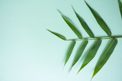 Close-up of leaf over white background