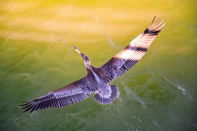 High angle view of bird flying over lake