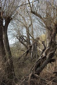 Bare trees against sky