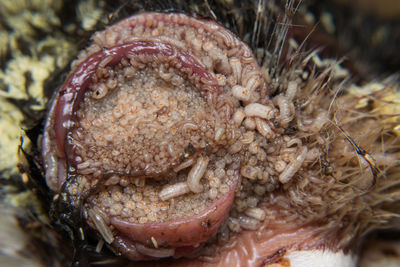 Close-up of a crab