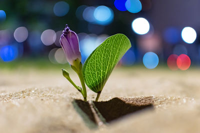 Close-up of purple flowering plant