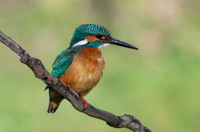 Close-up of bird perching on branch