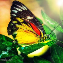 Close-up of butterfly pollinating on flower