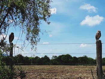 Bird perching on wooden post against sky