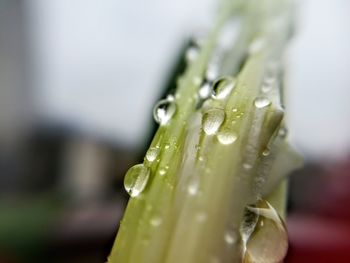 Close-up of wet plant