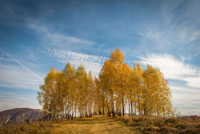 Trees on field against sky