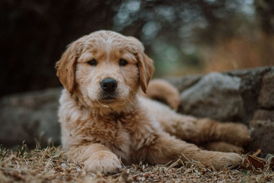 Close-up portrait of dog relaxing on land