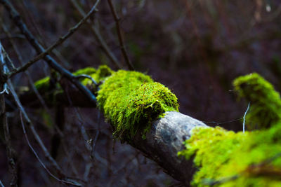 Close-up of moss growing on tree trunk