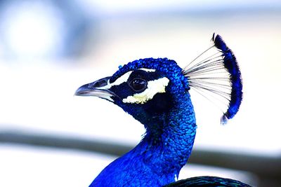 Close-up of a peacock