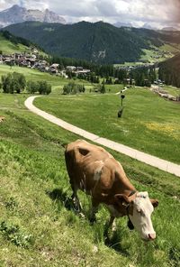 Cow grazing in field