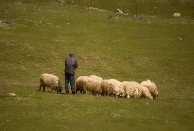 Rear view of sheep grazing in field