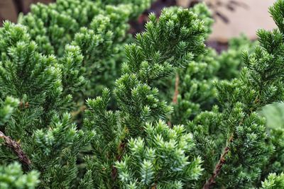 Close-up of fresh green plants
