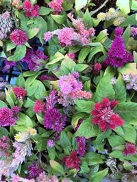 Close-up of pink flowers
