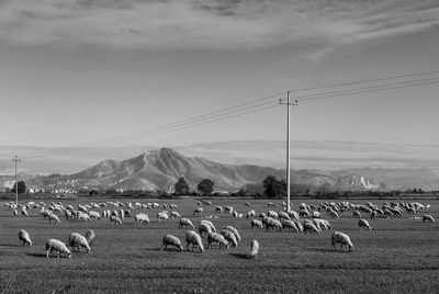 Flock of sheep grazing on field against sky