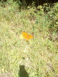 High angle view of butterfly on grass