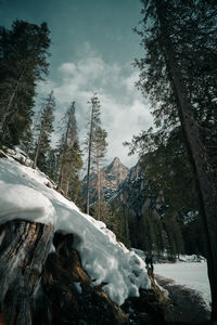 Snow covered land and trees against sky