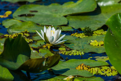 Close-up of lotus water lily in lake