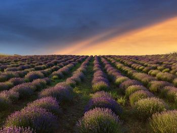 Scenic view of field against sky during sunset