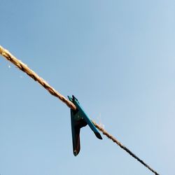 Low angle view of bird perching on rope against clear sky