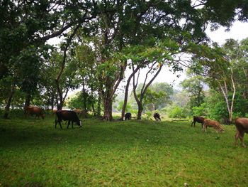 Horses grazing in a field