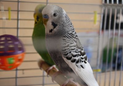 Close-up of budgerigars in cage