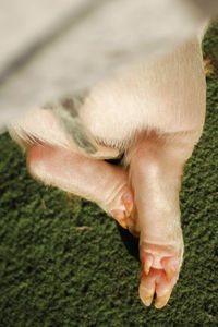 Low section of pig relaxing