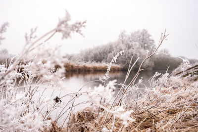 Frozen plants and trees against sky during winter
