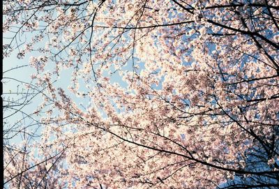 Low angle view of tree against sky