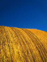 Scenic view of agricultural field against clear blue sky