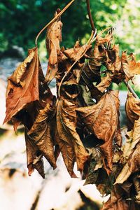 Close-up of dry leaves on tree trunk