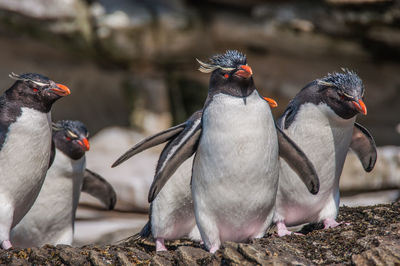 Group of penguins